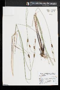 Carex lasiocarpa image