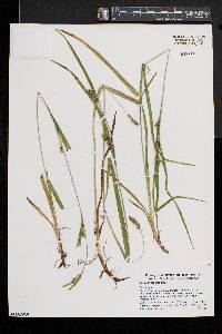 Carex grisea image