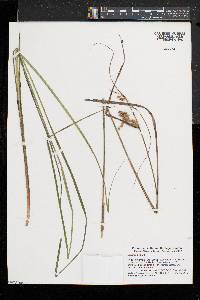 Carex vesicaria image