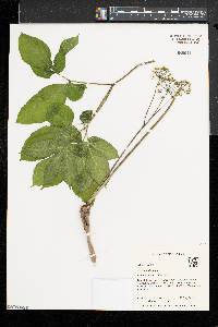 Aralia nudicaulis image