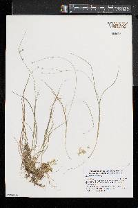 Carex trisperma image