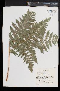 Pteridium aquilinum var. latiusculum image