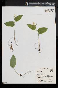 Maianthemum canadense image