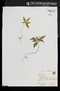 Trientalis borealis image