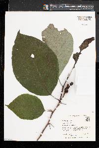 Magnolia acuminata image