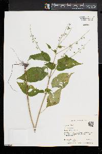 Circaea canadensis image