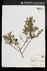 Vaccinium angustifolium image