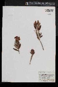Kalmia polifolia image
