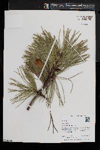 Pinus rigida image