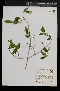 Lonicera canadensis image