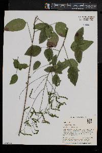 Desmodium laevigatum image