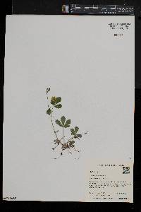 Potentilla canadensis image