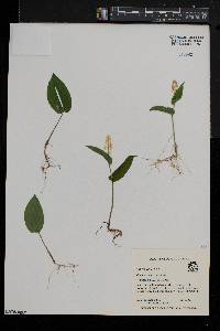 Maianthemum canadense image