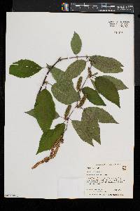 Betula alleghaniensis image