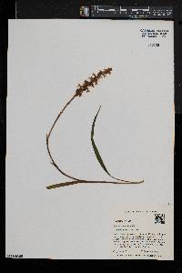 Spiranthes arcisepala image