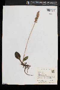 Goodyera pubescens image