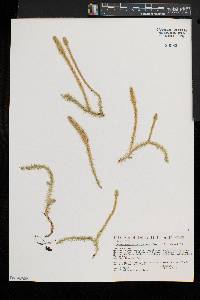 Lycopodiella alopecuroides image