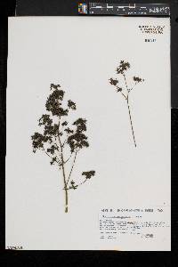 Thalictrum pubescens image