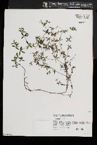 Galium obtusum image