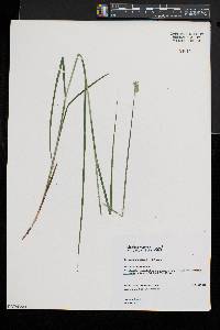 Carex albolutescens image