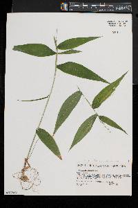 Dichanthelium latifolium image