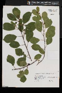 Frangula alnus image