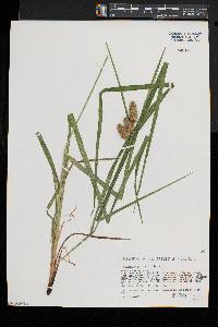 Carex typhina image