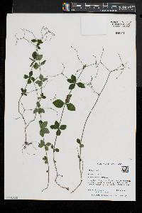 Galium circaezans image