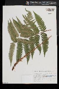 Dryopteris celsa image