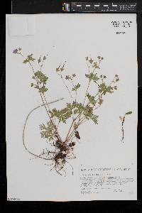 Geranium bicknellii image