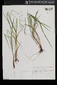 Carex gracilescens image