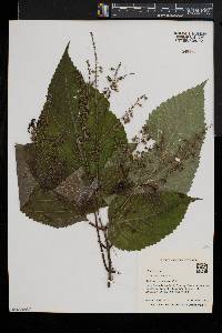 Collinsonia canadensis image