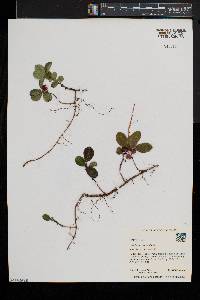 Gaultheria procumbens image