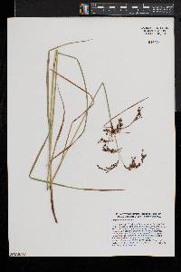 Scirpus atrocinctus image