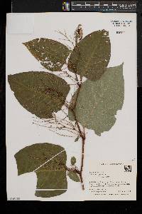 Reynoutria japonica image