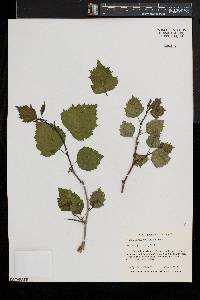 Crataegus coccinea var. coccinea image