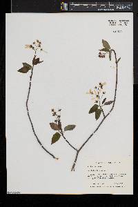 Amelanchier laevis image