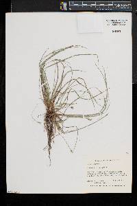 Carex willdenowii image