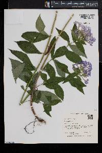 Phlox paniculata image