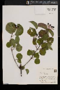 Viburnum dentatum var. lucidum image