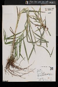 Scirpus polyphyllus image