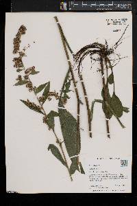 Solidago patula image