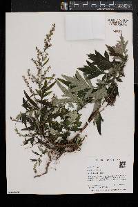 Artemisia vulgaris image