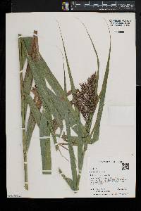 Phragmites australis image