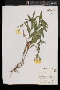 Oenothera parviflora image