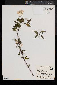 Amelanchier laevis image