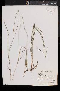 Carex pallescens image