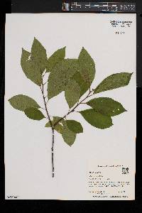 Rhamnus alnifolia image