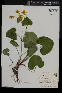 Caltha palustris image