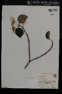 Viburnum lantanoides image